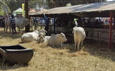 Govt Accelerates Dip Tank Rehabilitation to Strengthen Livestock Disease Control