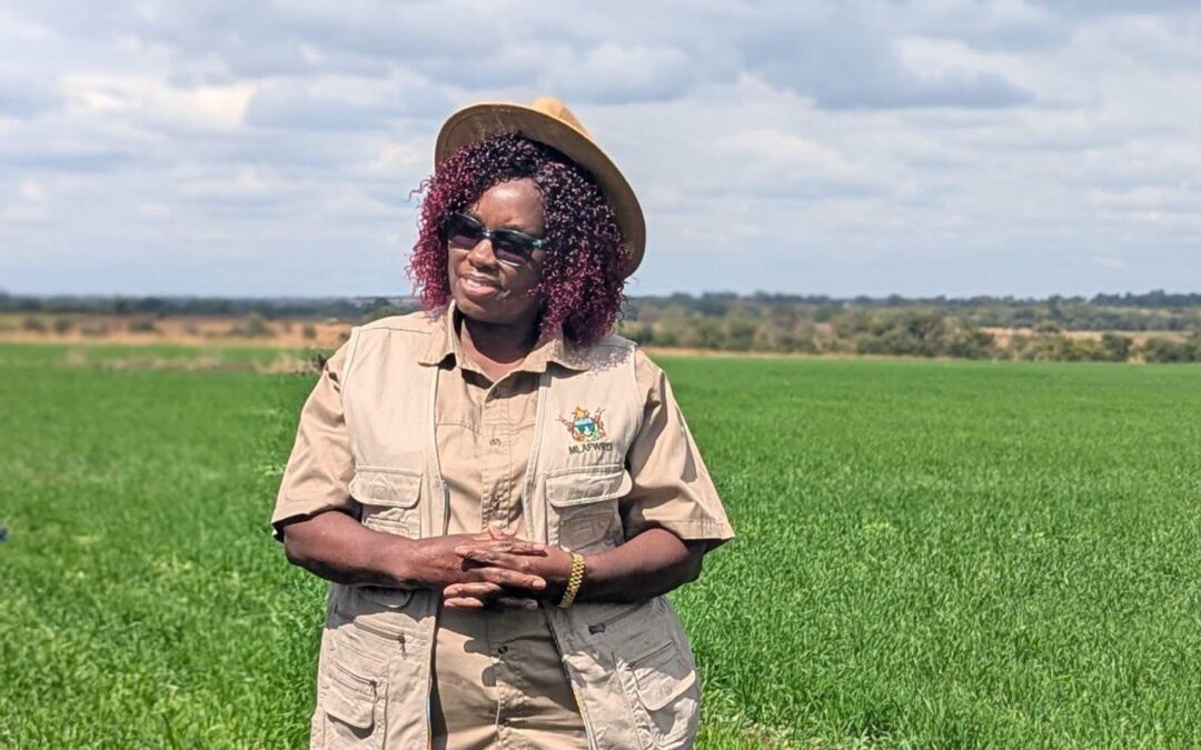 Zimbabwe Surpasses Winter Wheat Planting Target, Sets Sights on Record Harvest
