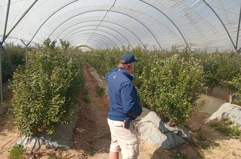 Zimbabwe Blueberry Exports Set to Surge as Growers Target Europe and China