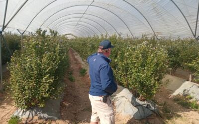 Zimbabwe Blueberry Exports Set to Surge as Growers Target Europe and China