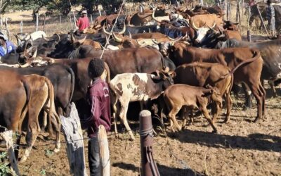Zimbabwe vaccinates one million cattle against anthrax