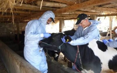 Zimbabwe successfully shields dairy herd foot-and-mouth