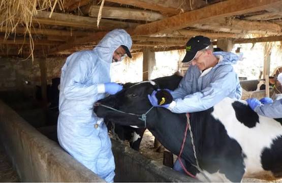 Zimbabwe successfully shields dairy herd foot-and-mouth