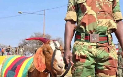 Private Khumalo The Third: The goat who marched into Zimbabwe’s military history