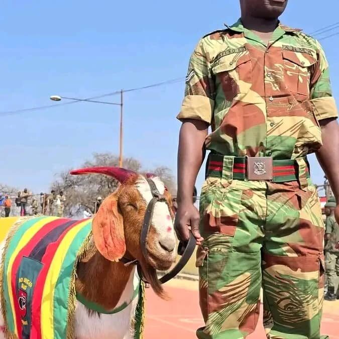 Private Khumalo The Third: The goat who marched into Zimbabwe’s military history