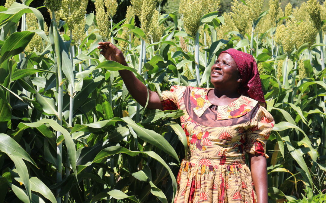 Seeds of Survival: How Zimbabwe’s Traditional Grains Are Cultivating a Climate-Resilient Rural Economy