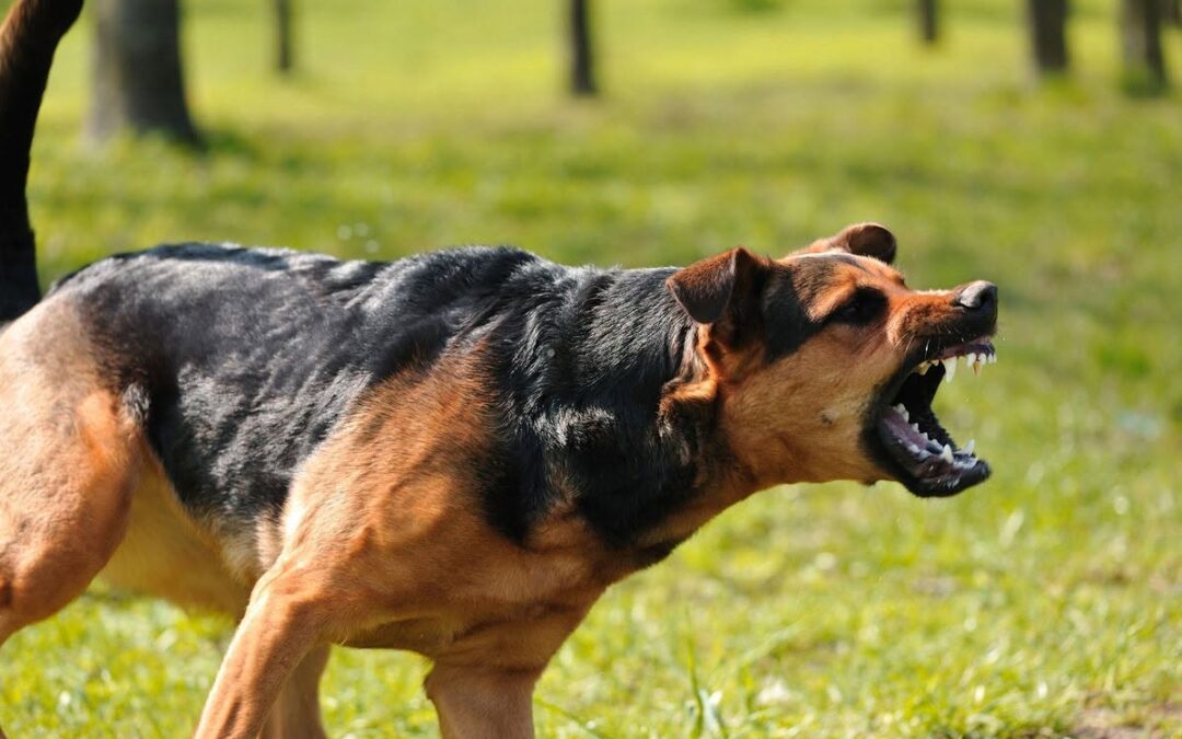 Kadoma man mauled to death by dogs
