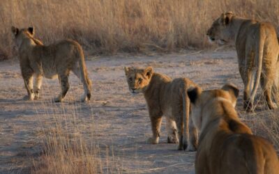 Kwekwe lion scare: Eight-animal report unverified