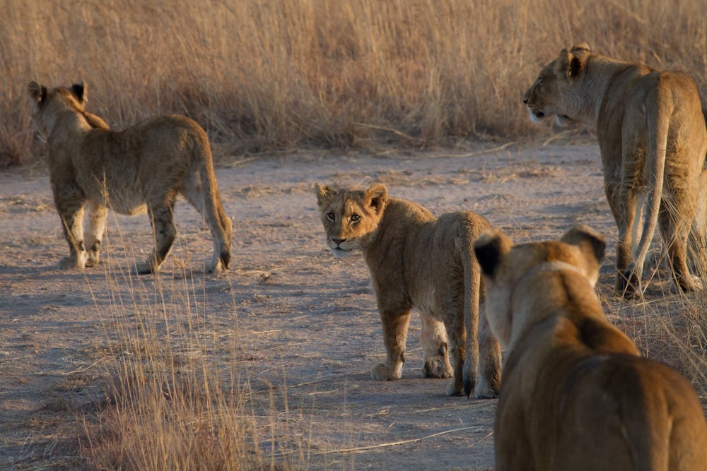 Kwekwe lion scare: Eight-animal report unverified