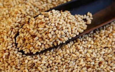Sesame emerging as key cash crop as Zim produces 2 315 tons