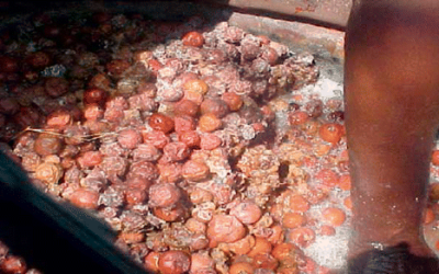 Masawu turns wild fruit into rural income in Muzarabani