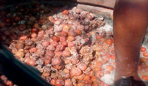 Masawu turns wild fruit into rural income in Muzarabani