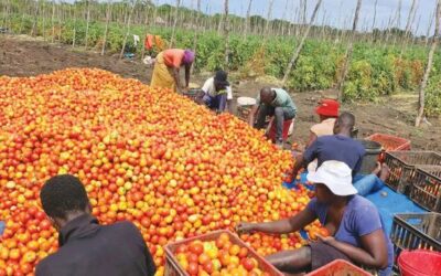BUSE pushes rural industrialisation through agro-processing, technology
