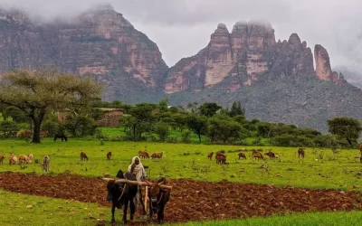 Ethiopia moves to turn millions of smallholder farmers into agribusiness owners