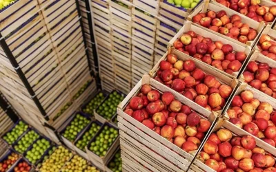 Russia’s agricultural exports to Africa rise by 35% in value in first half of 2026