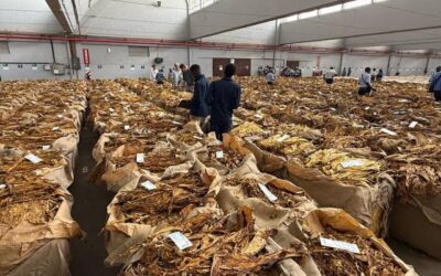 President Mnangagwa praises farmers as Zim records 358 million kg tobacco, second highest on record