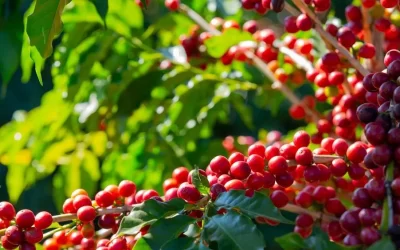 Ethiopia aims to become world’s largest producer of Arabica coffee