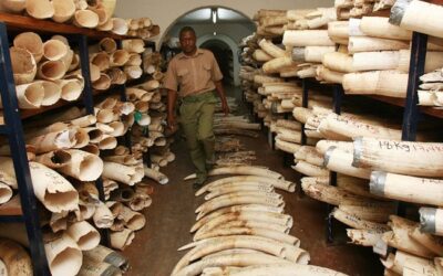 Zimbabwe advocates for lifting ivory trade restrictions