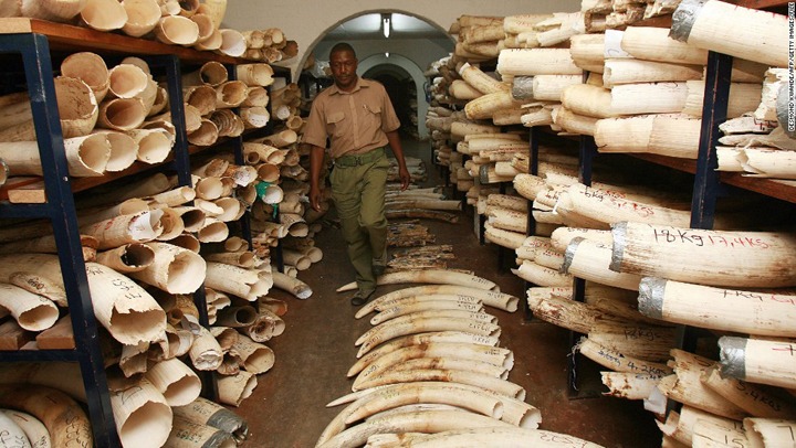 Zimbabwe advocates for lifting ivory trade restrictions