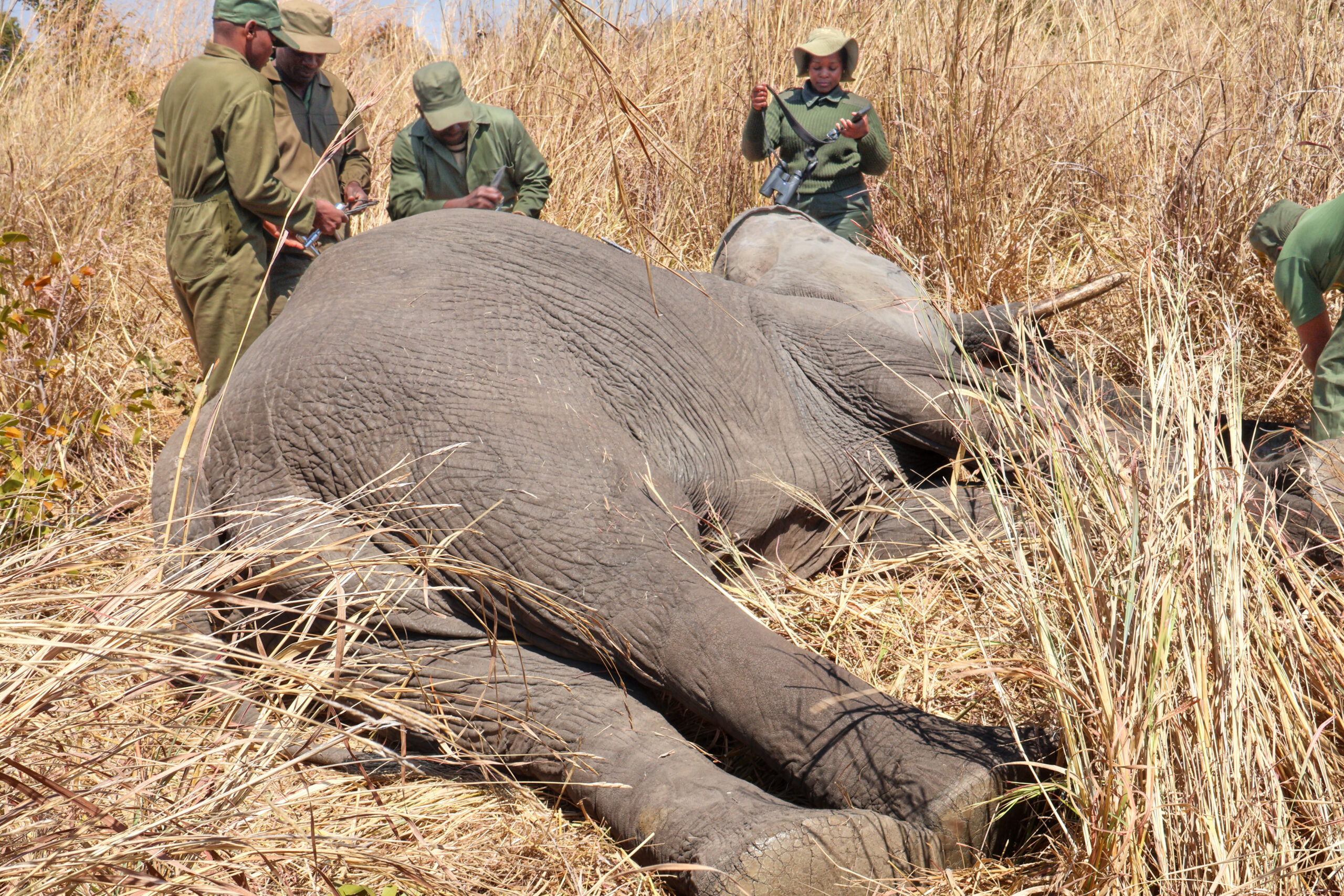Zimbabwe collars six elephants to track movement, reduce human-wildlife conflict