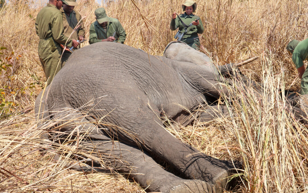 The Invisible Highways: How Satellites Are Changing the Way Zimbabwe Protects Elephants