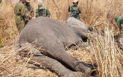 The Invisible Highways: How Satellites Are Changing the Way Zimbabwe Protects Elephants