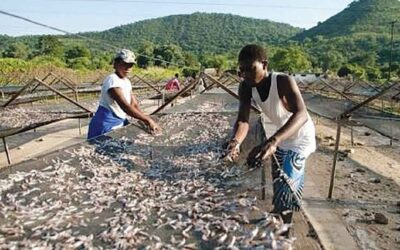 Overfishing fears grow as Lake Kariba kapenta rigs surge