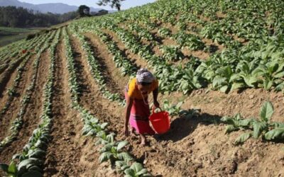 Zimbabwe leads Africa’s rising tobacco output — WHO