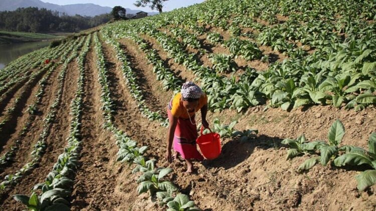 Zimbabwe leads Africa’s rising tobacco output — WHO