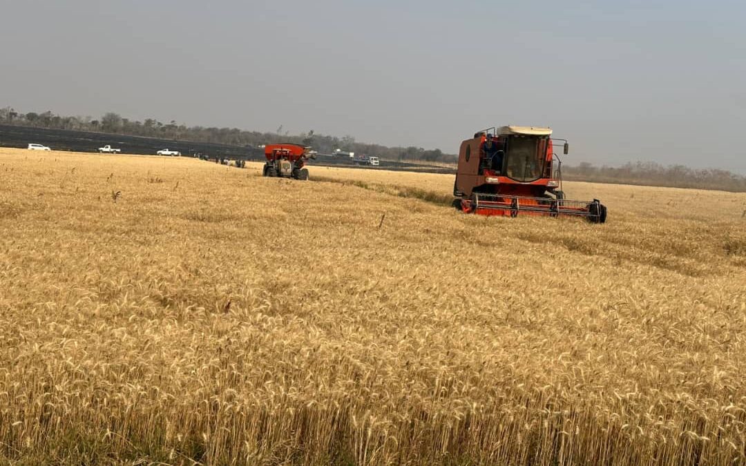 Wheat harvest gathers pace countrywide