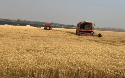 Wheat harvest gathers pace countrywide