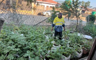 Sack farming takes root in Beitbridge
