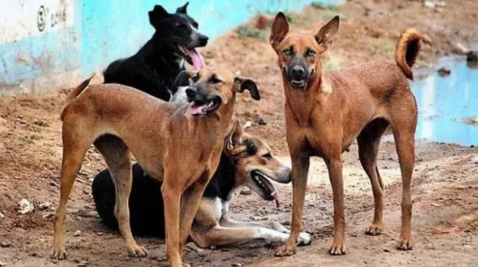 Police arrest car dealer over fatal dog attack