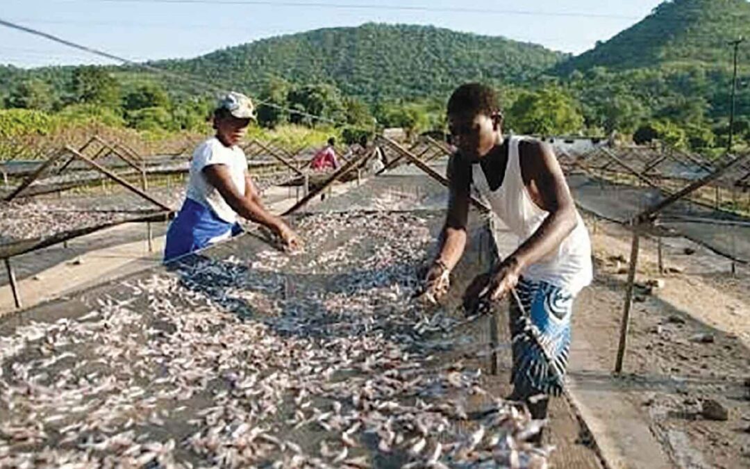 Lake Kariba’s Shrinking Kapenta Fish Harvests Signal Climate Dangers