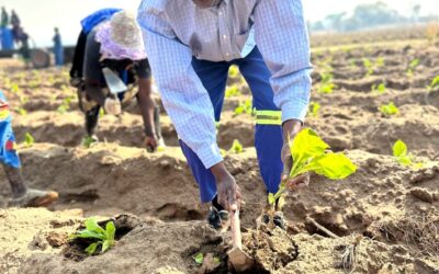 TIMB pushes drought-tolerant tobacco varieties