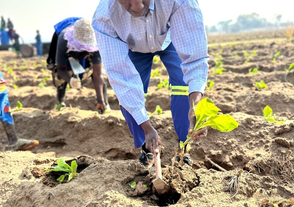 TIMB pushes drought-tolerant tobacco varieties